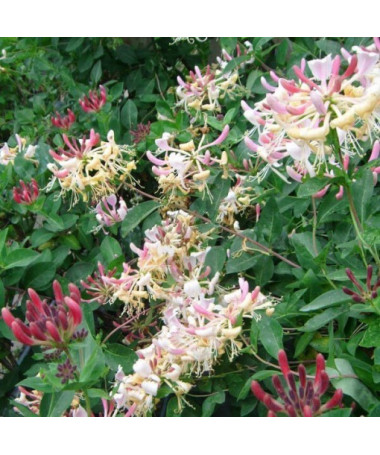 Geißblatt Pommern 'Nowa Serotina' Topf, 4L