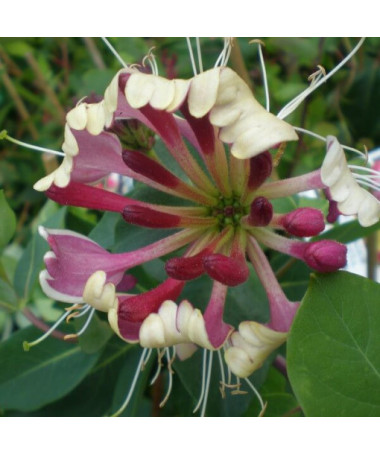 Pommerisches Geißblatt 'Nova Serotina' 2L Topf