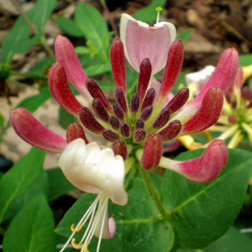 Pommerisches Geißblatt 'Nova Serotina' 2L Topf