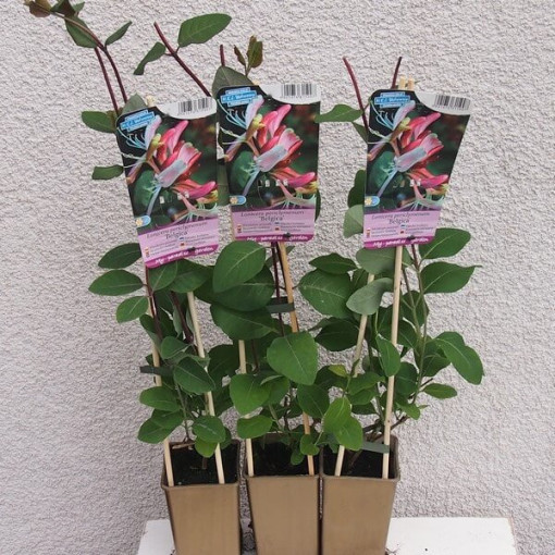 Geißblatt 'Belgica' FROSTBESTÄNDIG Topf, 4L