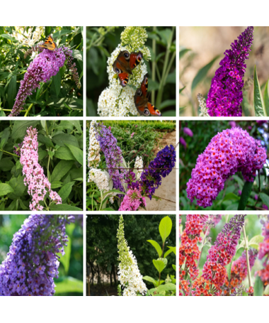 Set mit 5 Stück - Buddleia in P9/C1 Töpfen