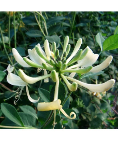 Geißblatt 'Graham Thomas' duftend, 4L Topf