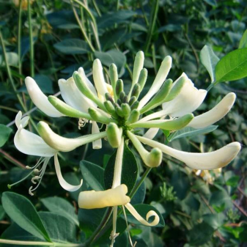 Geißblatt 'Graham Thomas' duftend, 4L Topf