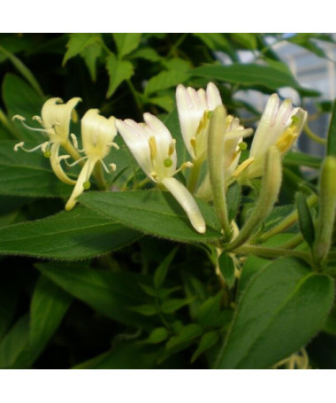 Geißblatt 'Graham Thomas' duftend, 4L Topf