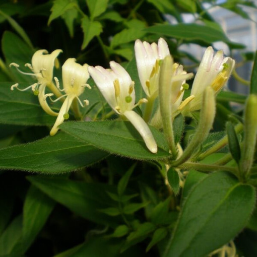 Geißblatt 'Graham Thomas' duftend, 4L Topf