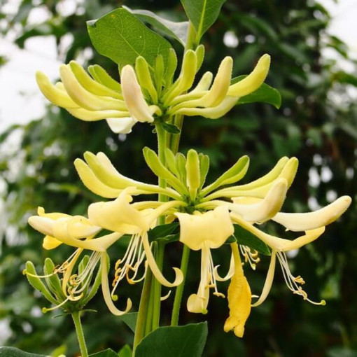 Geißblatt 'Graham Thomas' duftend, 4L Topf