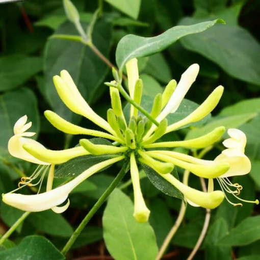 Geißblatt 'Graham Thomas' duftend, 4L Topf