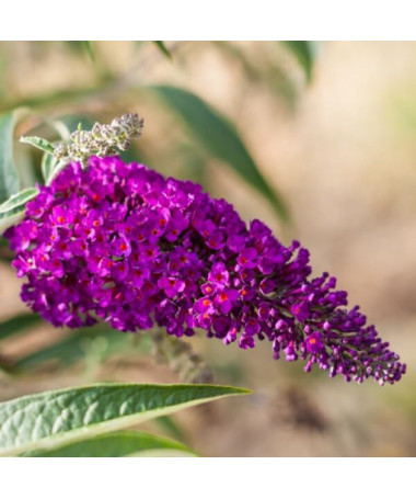 Set mit 5 Stück - Buddleia in P9/C1 Töpfen