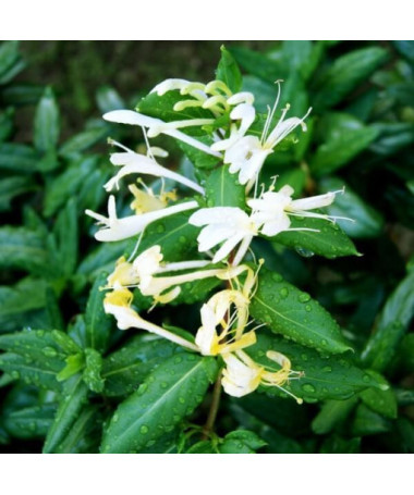 Japanisches Geißblatt Halliana HALB-IMMORTEL duftend Topf, 4L