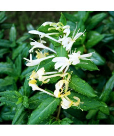 Japanisches Geißblatt Halliana HALB-IMMORTEL duftend Topf, 4L