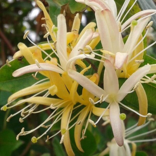 Japanisches Geißblatt Halliana HALB-IMMORTEL duftend Topf, 4L