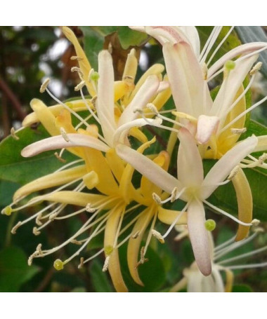 Japanisches Geißblatt Halliana HALB-IMMERGRÜN duftend Topf, 2L
