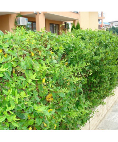 Japanisches Geißblatt Halliana HALB-IMMERGRÜN duftend Topf, 2L