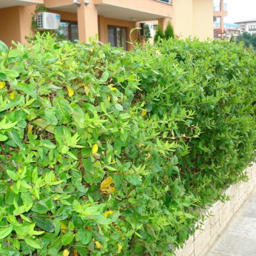 Japanisches Geißblatt Halliana HALB-IMMERGRÜN duftend Topf, 2L