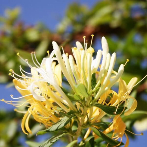 Japanisches Geißblatt Halliana HALB-IMMERGRÜN duftend Topf, 2L