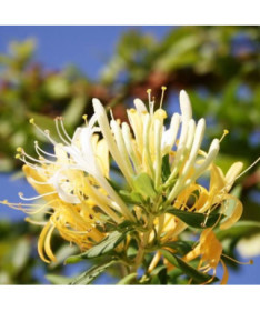 Japanisches Geißblatt Halliana HALB-IMMERGRÜN duftend P9/C1