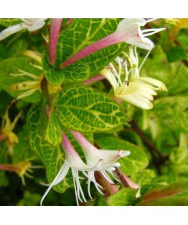 Japanische Geißblatt Aureoreticulata HALB-IMMERVERDICKT P9/C1