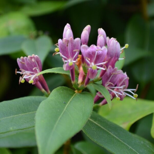 Hecken-Schneebeere Henry's HALB-IMMERMÖGLICH P9/C1