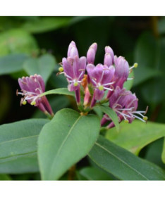 Hecken-Schneebeere Henry's HALB-IMMERMÖGLICH P9/C1