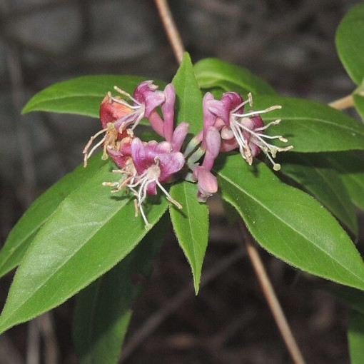 Hecken-Schneebeere Henry's HALB-IMMERMÖGLICH P9/C1
