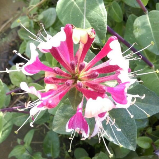 Hecken-Schneebeere Hekrott DUFTEND P9/C1