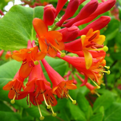 Brown's Dropmore Scarlet Geißblatt DUFTEND P9/C1