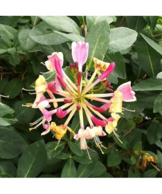 Geißblatt American Beauty, Topf 2L