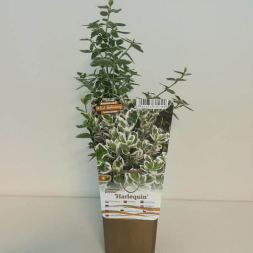 Spindelstrauch Fortune 'Harlequin' P9/C1