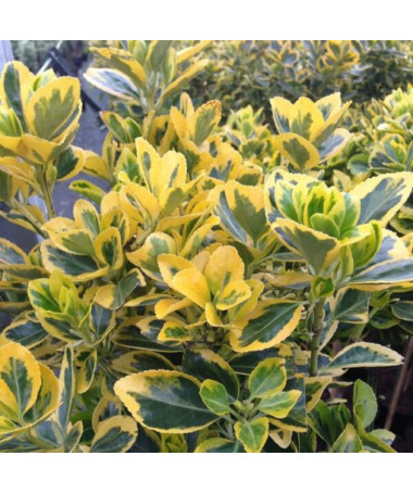 Spindelstrauch 'Emerald Gold' P9/C1