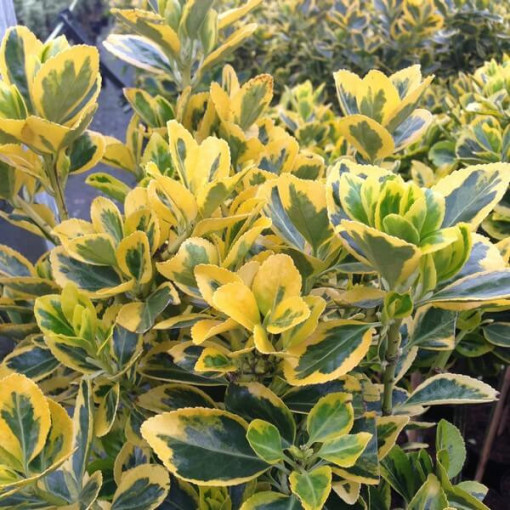 Spindelstrauch 'Emerald Gold' P9/C1