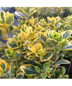 Spindelstrauch 'Emerald Gold' P9/C1