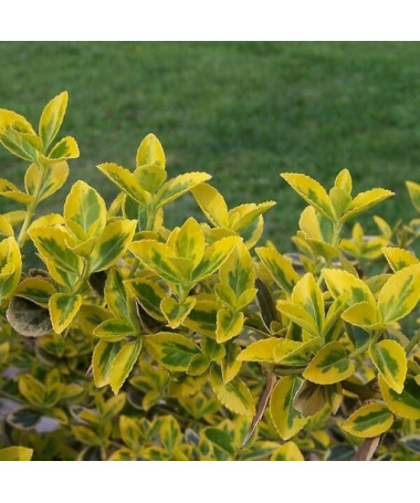Spindelstrauch 'Emerald Gold' P9/C1