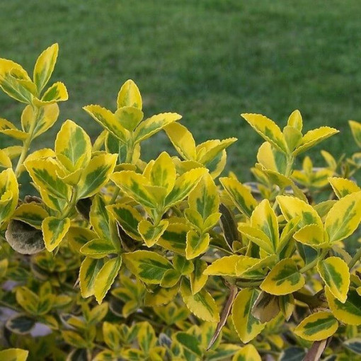 Spindelstrauch 'Emerald Gold' P9/C1