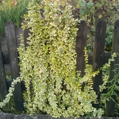 Spindelstrauch 'Emerald Gold' P9/C1