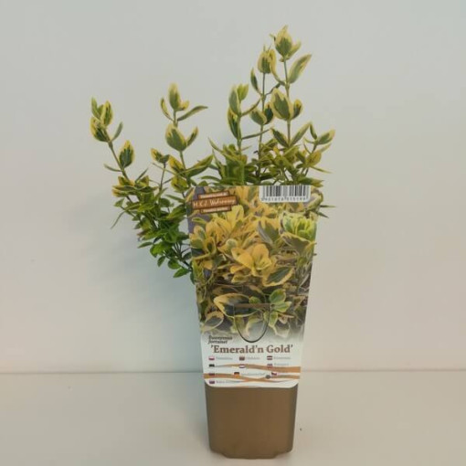 Spindelstrauch 'Emerald Gold' P9/C1