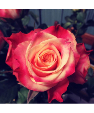 Großblumige Rose 'Lady Kenna' 2L Topf