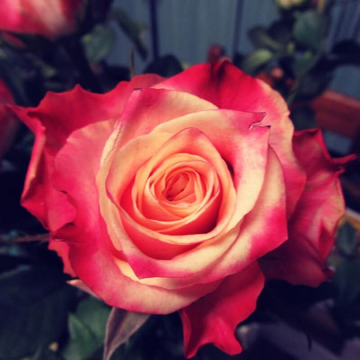 Großblumige Rose 'Lady Kenna' 2L Topf