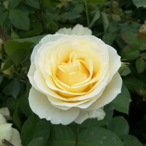 Großblumige Teerose 'Chopin', 2L Topf