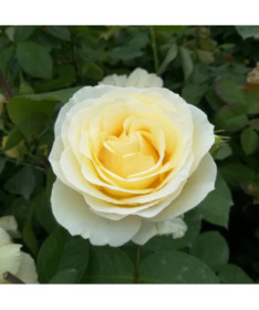 Großblumige Teerose 'Chopin', 2L Topf