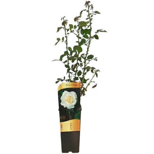 Großblumige Teerose 'Chopin', 2L Topf