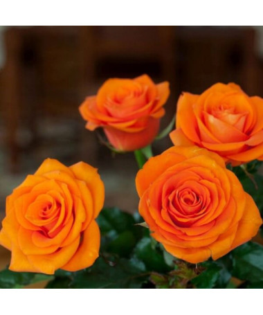 Großblumige Teerose 'Sika', 2L Topf