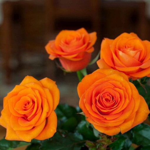 Großblumige Teerose 'Sika', 2L Topf