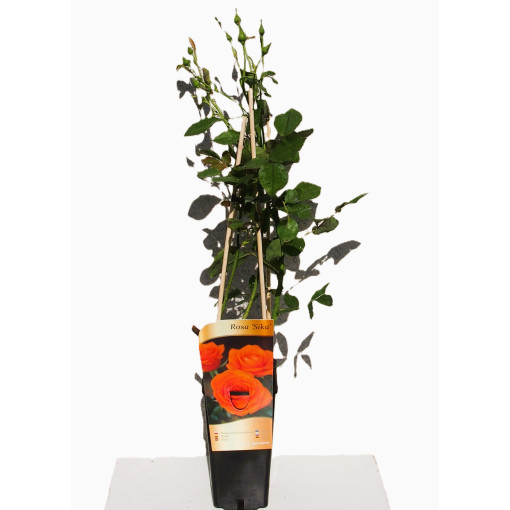 Großblumige Teerose 'Sika', 2L Topf