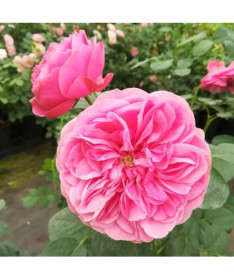 Großblumige Rose 'Santos', 4L Topf