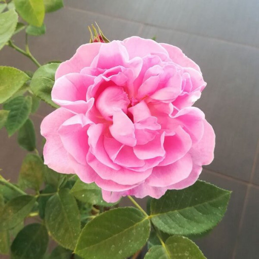 Großblumige Rose 'Santos', 2L Topf