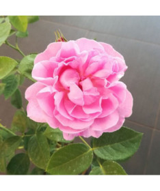 Großblumige Rose 'Santos', 2L Topf