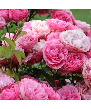 Großblumige Rose 'Santos', 2L Topf