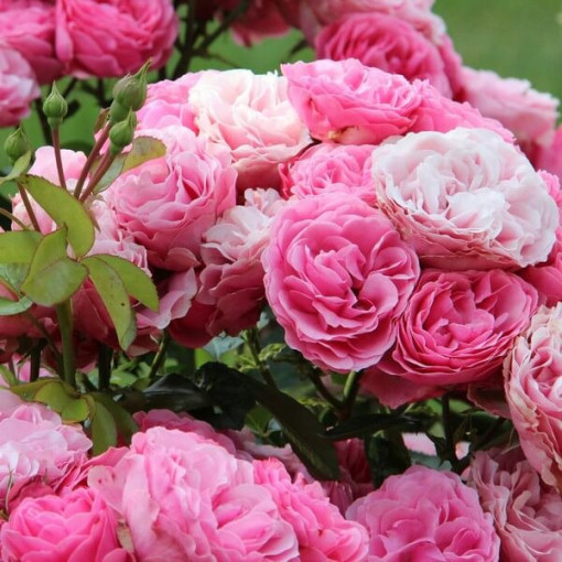 Großblumige Rose 'Santos', 2L Topf