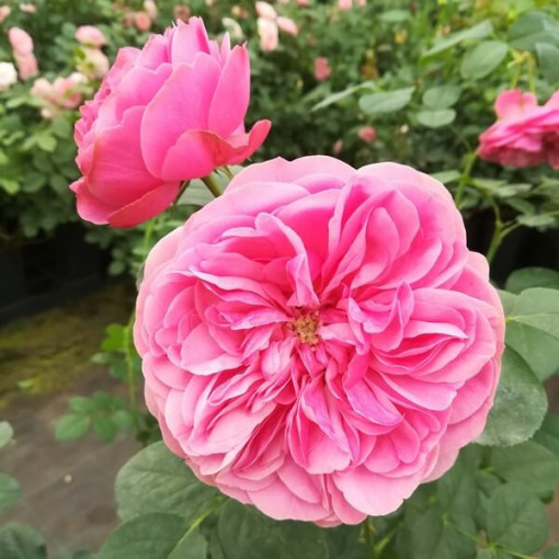 Großblumige Rose 'Santos', 2L Topf