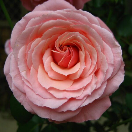 Großblumige Rose 'Santos', 2L Topf